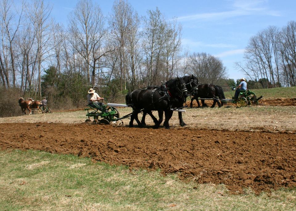 Community Gardens preparation by Horse drawn plows 