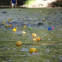 Annual Rubber Duck race down the Scantic