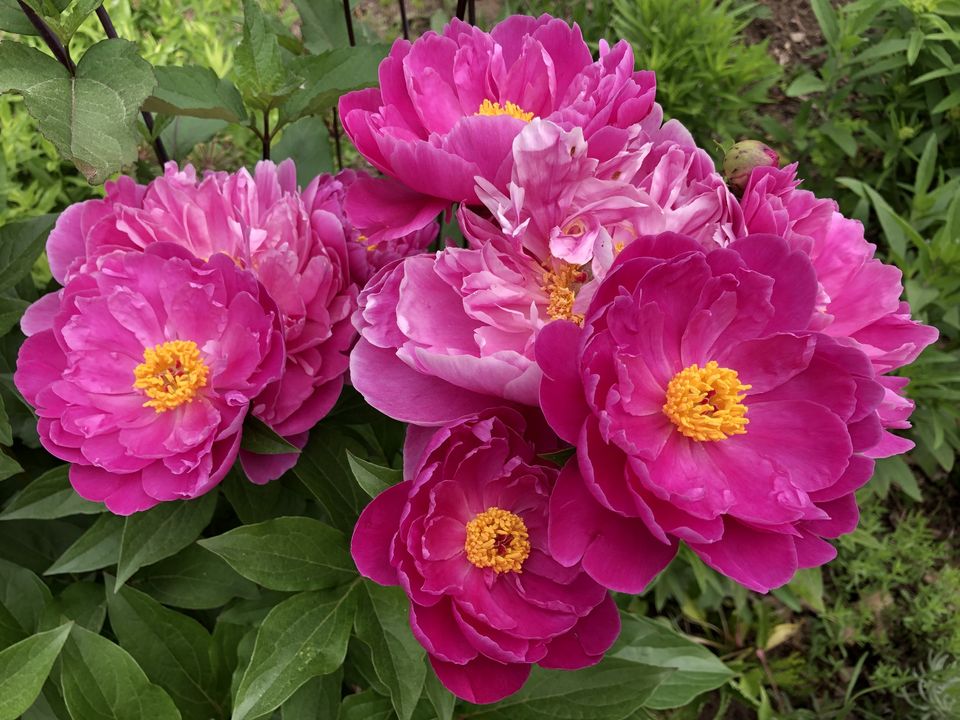 East Windsor Garden Club Plant, Tag and Bake Sale @ Old Melrose Schoolhouse